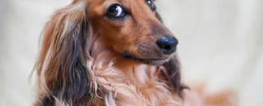 quelle race correspond 8220 chien saucisse 8221